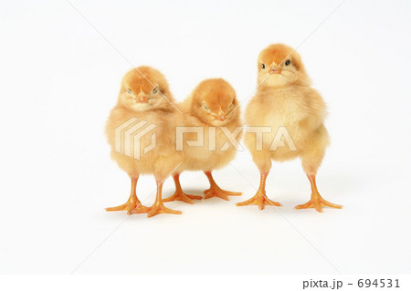 ひよこ 694531