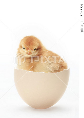 ひよこ誕生 694554