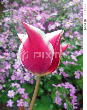 チューリップ 694555