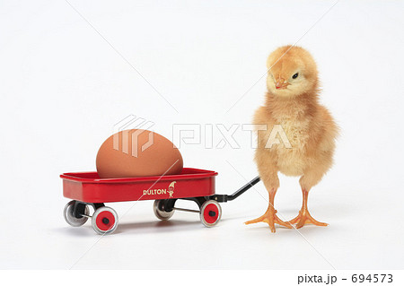 卵を運ぶヒヨコ 694573