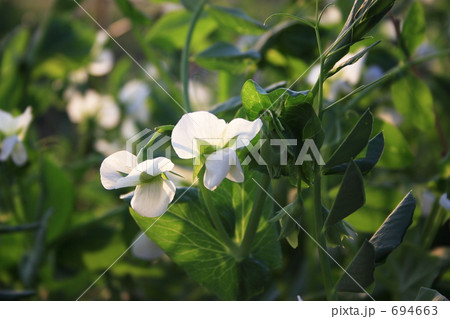 エンドウの花 エンドウの花 694663