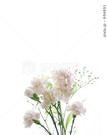 カーネーション 2 694691