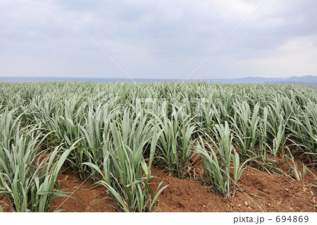 サトウキビ畑/小浜/八重山/沖縄 サトウキビ畑/小浜/八重山/沖縄 694869