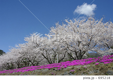 桜とシバザクラ 695218