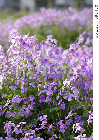 花大根 紫の花 花畑の写真素材