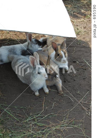 日陰を求めて・・・ 695590