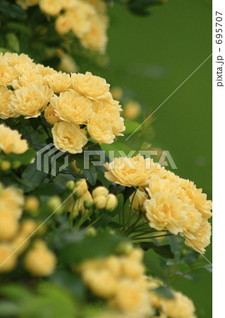 黄色いスプレー薔薇 695707