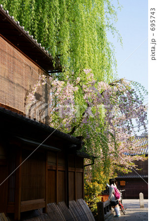 京都白川の春(枝垂れ柳と桜) 京都白川の春(枝垂れ柳と桜) 695743