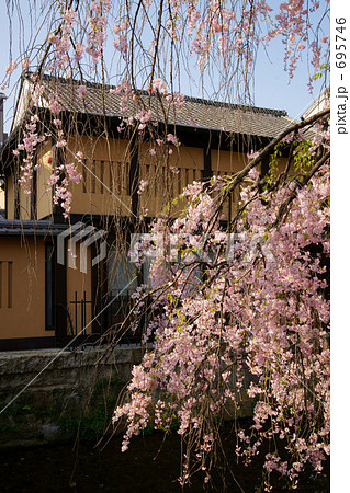 京都白川の春(ベニシダレザクラ) 京都白川の春(ベニシダレザクラ) 695746