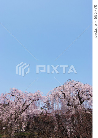 シダレザクラ 695770