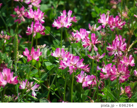 レンゲソウ 696264