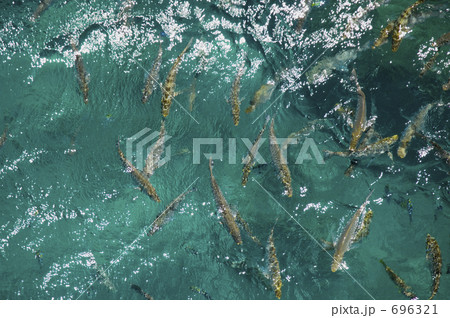 沖縄の海と魚影 沖縄の海と魚影 696321