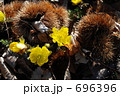 栗と花 696396