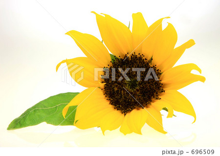 ひまわり（矮性種） 696509