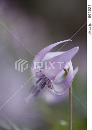 魅惑のカタクリの花 696625