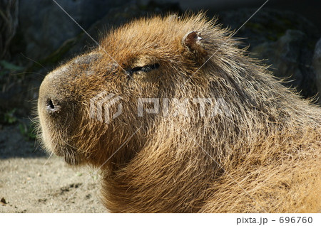 カピバラ カピバラ 696760