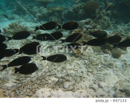 黒ハギの群れ 446の写真素材