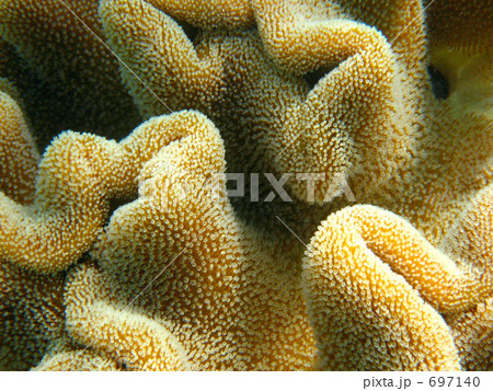 オオウミキノコ　469 697140