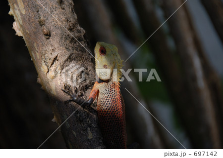 キノボリトカゲ　471 697142