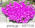 松葉菊 697316