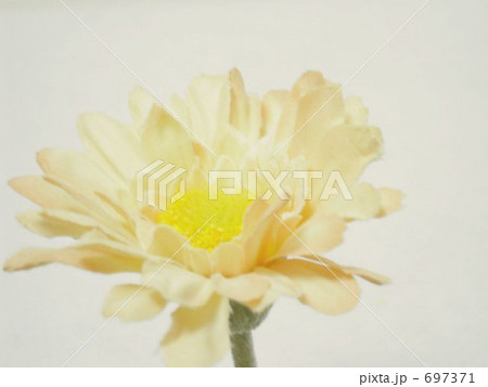 ガーベラ1 697371