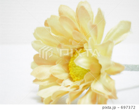 ガーベラ　2 697372