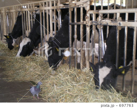 酪農の一日 697763