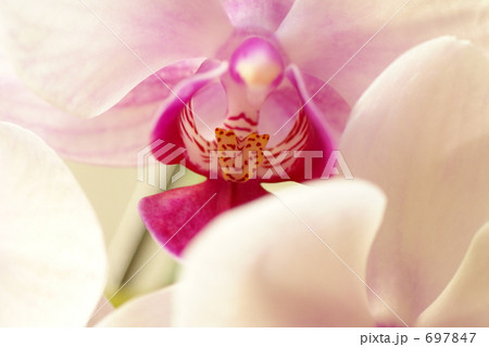 胡蝶蘭 胡蝶蘭 697847