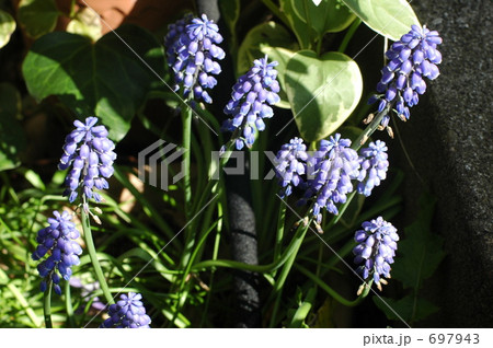 ムスカリの花 ムスカリの花 697943