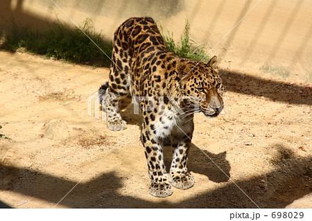 ヒョウ ヒョウ 698029