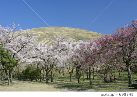 大室山とさくらの里公園の桜 698249