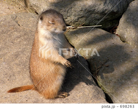 プレイリードッグの瞑想 698263