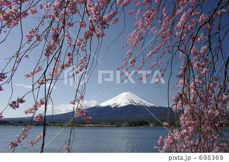 富士山と枝垂れ桜 富士山と枝垂れ桜 698369