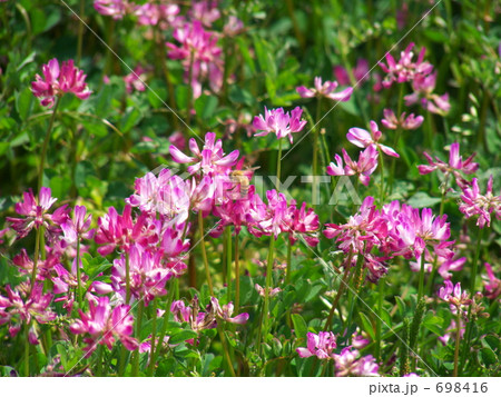 レンゲソウに寄って来たミツバチ 698416