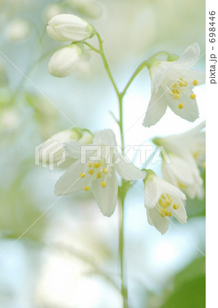 純白 純白 698446