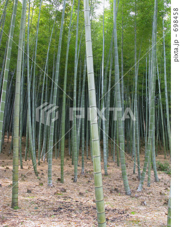 タケノコ栽培の竹林 698458