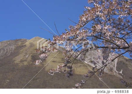 ４月の大山桝水高原 698838