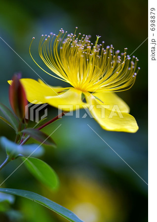 美容柳 美容柳 698879