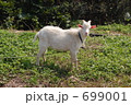 のんびりヤギ 699001