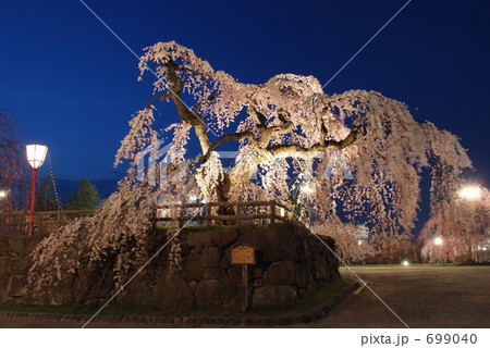 弘前城　弘前シダレ 699040