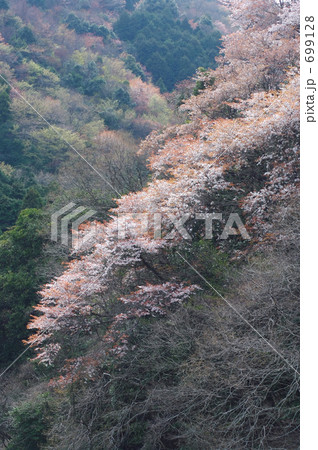 流れるように斜面を彩る 699128