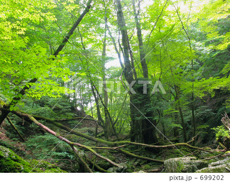 源流域の倒木更新 源流域の倒木更新 699202
