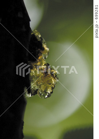 琥珀色の樹液 699281