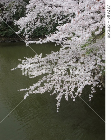 水辺のサクラ 水辺のサクラ 699287