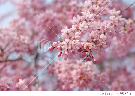 紅枝垂桜 699315