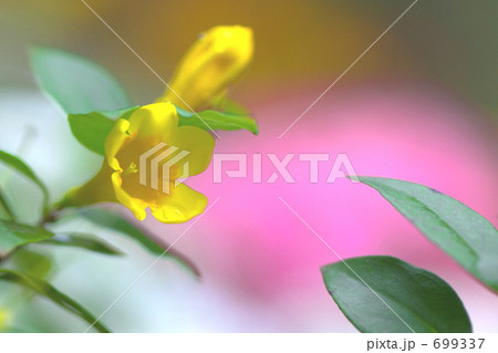 カロライナジャスミン 2 カロライナジャスミン 2 699337