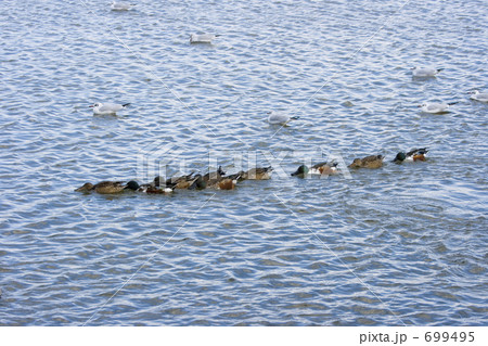 ハシビロガモの行列 ハシビロガモの行列 699495