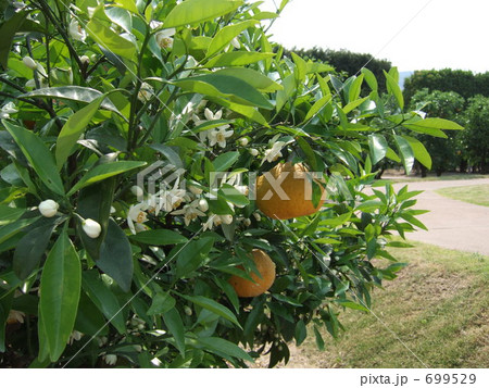 萩・夏みかんと花 699529