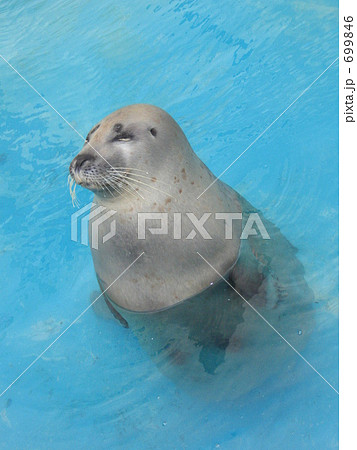 困ったアザラシ 699846