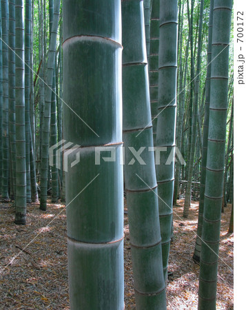 青竹の竹林 700172